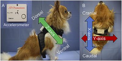 Detection of Generalized Tonic–Clonic Seizures in Dogs With a Seizure Detection System Established Using Acceleration Data and the Mahalanobis Distance: A Preliminary Study